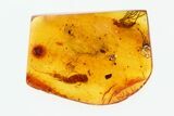 Fossil Silverfish (Zygentoma) In Baltic Amber - Rare #270597-2